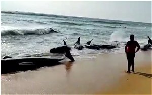 Sri Lanka Reports Mass Whale Beaching on Western Coast